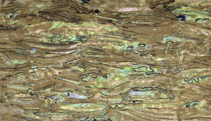 Mother-of-pearl shell veneer sheet 15